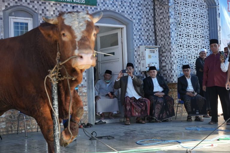 Pemkot Makassar Distribusikan 7.261 Sapi dan 402 Kambing Kurban, Appi: Disalurkan Harus Jujur dan Adil